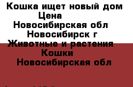 Кошка ищет новый дом › Цена ­ 1 000 - Новосибирская обл., Новосибирск г. Животные и растения » Кошки   . Новосибирская обл.